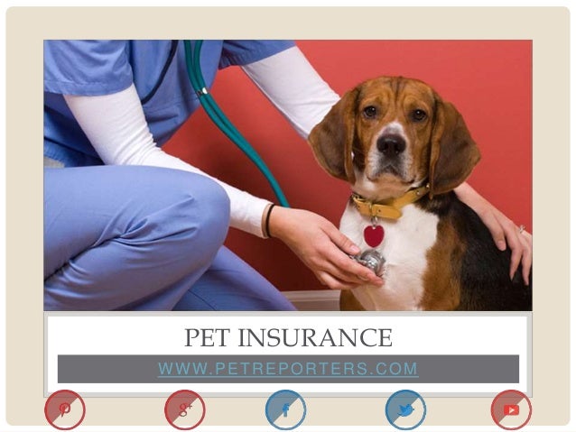 Pet insurance
