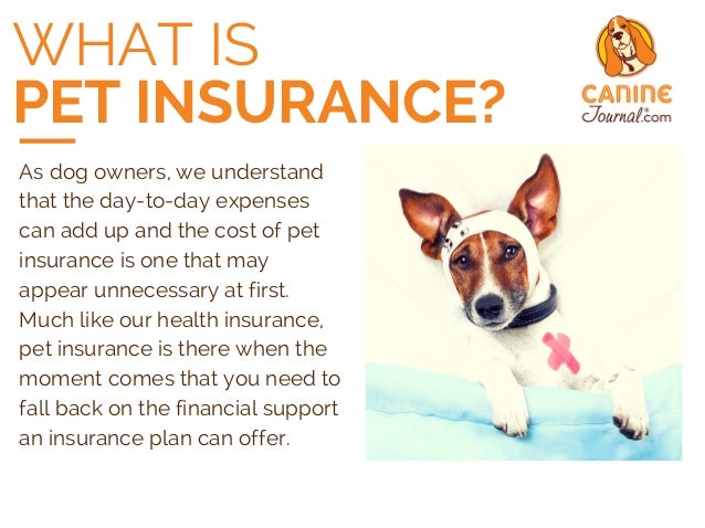 Pet Insurance Reviews