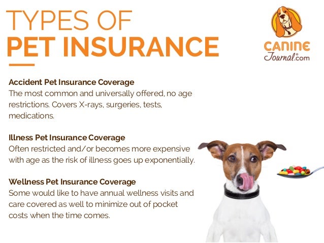 Pet Insurance Reviews