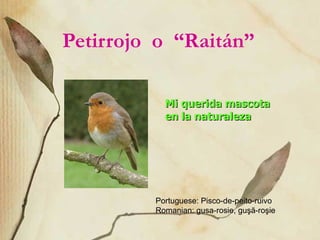 Petirrojo  o  “Raitán”   Mi querida mascota en la naturaleza Portuguese: Pisco-de-peito-ruivo  Romanian: gusa-rosie, guşă-roşie 