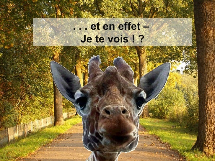 Petit Coucou Petit Coucou