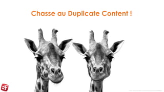 Chasse au Duplicate Content !
Crédit : http://www.flickr.com/photos/paperpariah/5166989091/
 