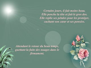 Certains jours, il fait moins beau.
                     Elle penche la tête et fait le gros dos.
                    Elle replie ses pétales pour les protéger,
                       cachant son cœur et ses pensées.




Attendant le retour du beau temps,
guettant la fuite des nuages dans le
             firmament.
 
