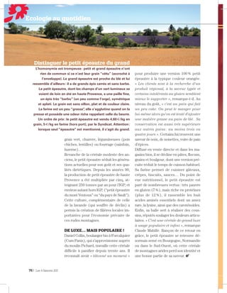 Ecologie au quotidien

Distinguer le petit épeautre du grand
L’homonymie est trompeuse : petit et grand épeautre n’ont
rien de commun si ce n’est leur grain “vêtu” (accroché à
l’enveloppe). Le grand épeautre est proche du blé et lui
ressemble d’ailleurs : il a de grands épis carrés et sans barbe.
Le petit épeautre, dont les champs d’un vert lumineux se
voient de loin en été en haute Provence, a une paille ﬁne,
un épis très “barbu” (un peu comme l’orge), symétrique
et aplati. Le grain est sans sillon, plat et de couleur claire.
La farine est un peu “grasse” elle s’agglutine quand on la
,
presse et possède une odeur riche rappelant celle du beurre.
Un ordre de prix : le petit épeautre est vendu 4,60 €/kg en
grain, 5 €/kg en farine (hors port), par le Syndicat. Attention :
lorsque seul “épeautre” est mentionné, il s’agit du grand.

grais vert, chanvre, légumineuses (pois
chiches, lentilles) ou fourrage (sainfoin,
luzerne)…
Revanche de la céréale modeste des anciens, le petit épeautre séduit les générations actuelles pour son goût et ses qualités diététiques. Depuis les années 90,
la production de petit épeautre de haute
Provence a été multipliée par cinq, atteignant 250 tonnes par an pour l’IGP, et
environ autant hors IGP, (“petit épeautre
du mont Ventoux” ou “du pays de Sault”).
Cette culture, complémentaire de celle
de la lavande (qui souffre de déclin) a
permis la création de ﬁlières locales importantes pour l’économie précaire de
ces rudes montagnes.
DE LUXE… MAIS POPULAIRE !
Daniel Collin, boulanger bio à Forcalquier
(Cum Panis), qui s’approvisionne auprès
du moulin Pichard, travaille cette céréale
difﬁcile à paniﬁer depuis trente ans. Il
reconnaît avoir « tâtonné un moment »

76 | Les 4 Saisons 203

pour produire une version 100 % petit
épeautre à la typique couleur orangée.
« Les clients sont à la recherche d’un
produit régional, à la saveur typée et
certains intolérants au gluten semblent
mieux le supporter », remarque-t-il. Au
niveau du goût, « c’est un pain qui fait
un peu cake. On peut le manger pour
lui-même alors qu’on est tenté d’ajouter
une matière grasse au pain de blé. Sa
conservation est aussi très supérieure
aux autres pains : au moins trois ou
quatre jours ». Certains lui trouvent une
saveur de noix, de noisettes, voire de pain
d’épices.
Diffusé en vente directe et dans les magasins bios, il se décline en pâtes, ﬂocons,
grains et boulgour, dont une version précuite réduit le temps de cuisson habituel.
Sa farine permet de cuisiner gâteaux,
crêpes, biscuits, sauces… Du point de
vue nutritionnel, le petit épeautre est
paré de nombreuses vertus : très pauvre
en gluten (7 %), mais riche en protéines
(plus de 12 %), il rassemble les huit
acides aminés essentiels dont un assez
rare, la lysine, ainsi que des caroténoïdes.
Enﬁn, sa balle sert à réaliser des coussins, réputés soulager les douleurs articulaires. « C’est une céréale de grand luxe
à usage populaire et inﬁni », remarque
Claude Mabille. Rançon de ce retour en
grâce, le petit épeautre se retrouve désormais semé en Bourgogne, Normandie
ou dans le Sud-Ouest, où cette céréale
de montagnes arides perd son identité et
une bonne partie de sa saveur.

 