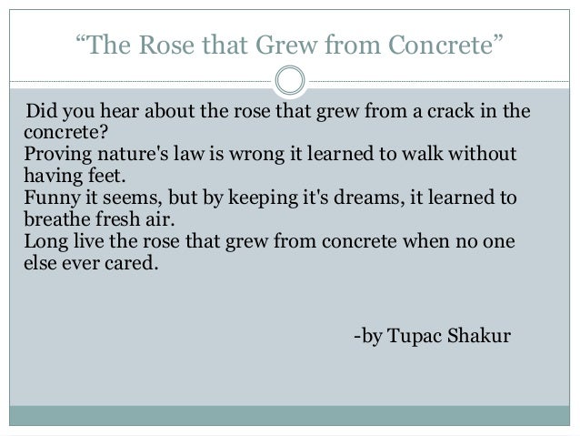 the rose that grew from concrete full poem the rose that grew from concrete full poem