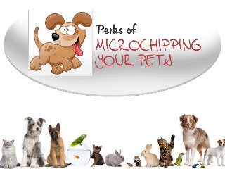 Perks of Microchipping your Pets
 