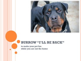 BURROW “I’LL BE BACK”
to make your pet fun
while you are out the home
 