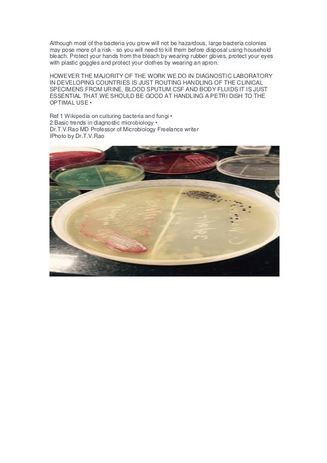 PETRI DISH IN DIAGNOSTIC MICROBIOLOGY Basics in Diagnostic Microbiol…