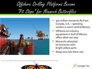 300 million monarchs fly from Canada, U.S. – spending winters in warm central Mexico Offshore oil-industry equipment in Gulf of Mexico offers ideal rest stop Monarchs attracted  to structures with  bright yellow paint Sleep-over lets them rest Source: Gary Noel Ross, PhD, professor emeritus of biology, Southern University,  Louisiana Environmentalist . 