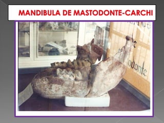 MANDIBULA DE MASTODONTE-CARCHI