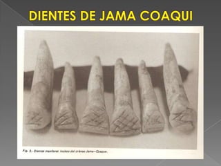  DIENTES DE JAMA COAQUI