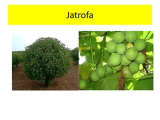 Jatrofa
 