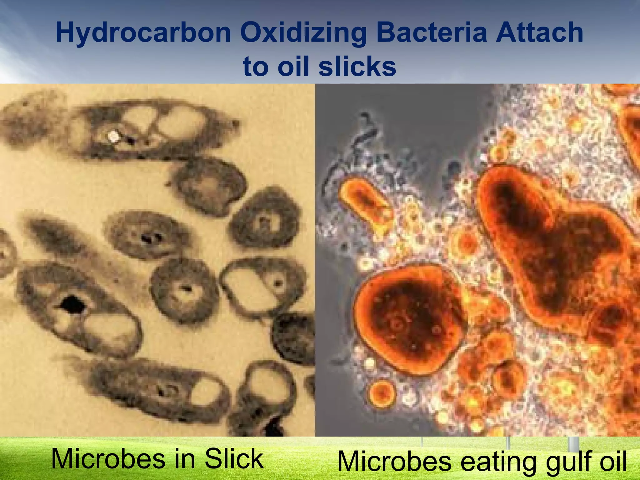 Hydrocarbon Oxidizing Bacteria Attach
to oil slicks

Microbes in Slick

Microbes eating gulf oil

 