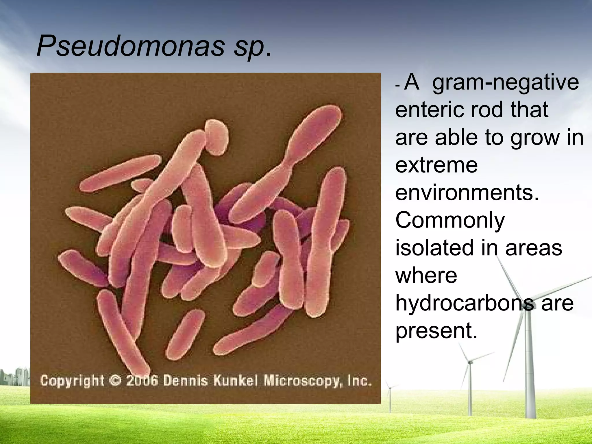 Pseudomonas sp.
• rod

-A

gram-negative
enteric rod that
are able to grow in
extreme
environments.
Commonly
isolated in areas
where
hydrocarbons are
present.

 