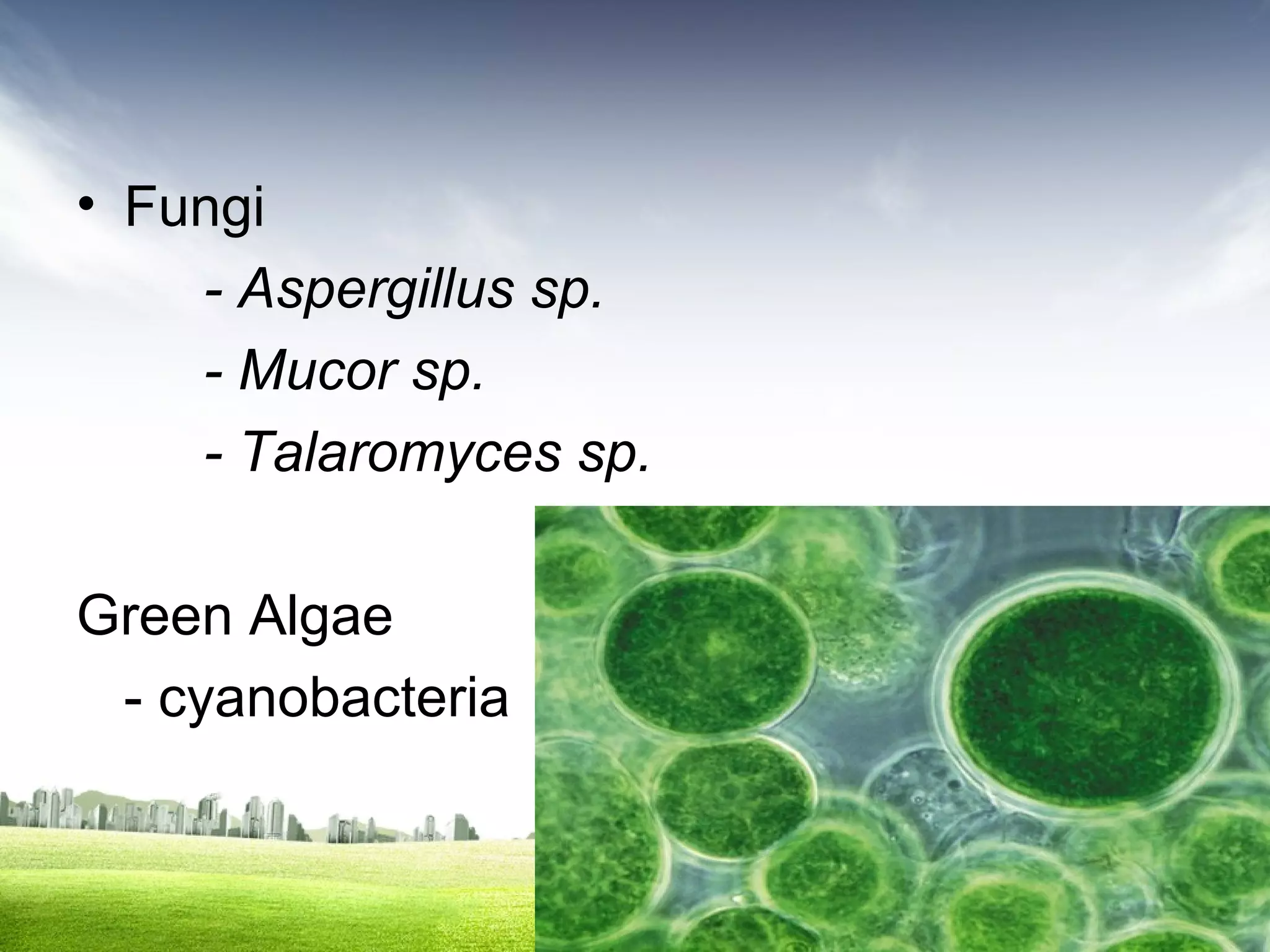 • Fungi
- Aspergillus sp.
- Mucor sp.
- Talaromyces sp.
Green Algae
- cyanobacteria

 