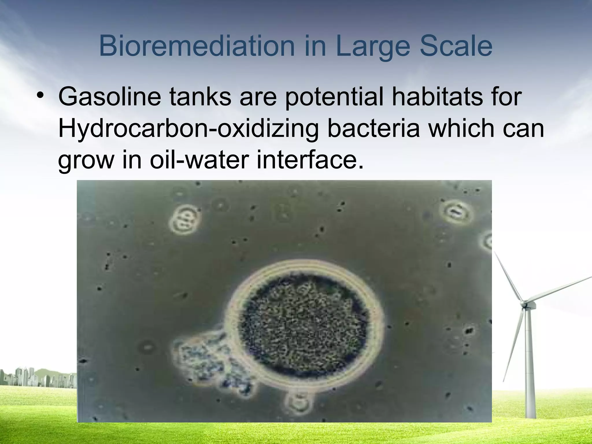Bioremediation in Large Scale
• Gasoline tanks are potential habitats for
Hydrocarbon-oxidizing bacteria which can
grow in oil-water interface.

 