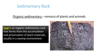 Sedimentary Rock
Organic sedimentary – remains of plants and animals
Coal is an organic sedimentary rock
that forms from the accumulation
and preservation of plant materials,
usually in a swamp environment.
 