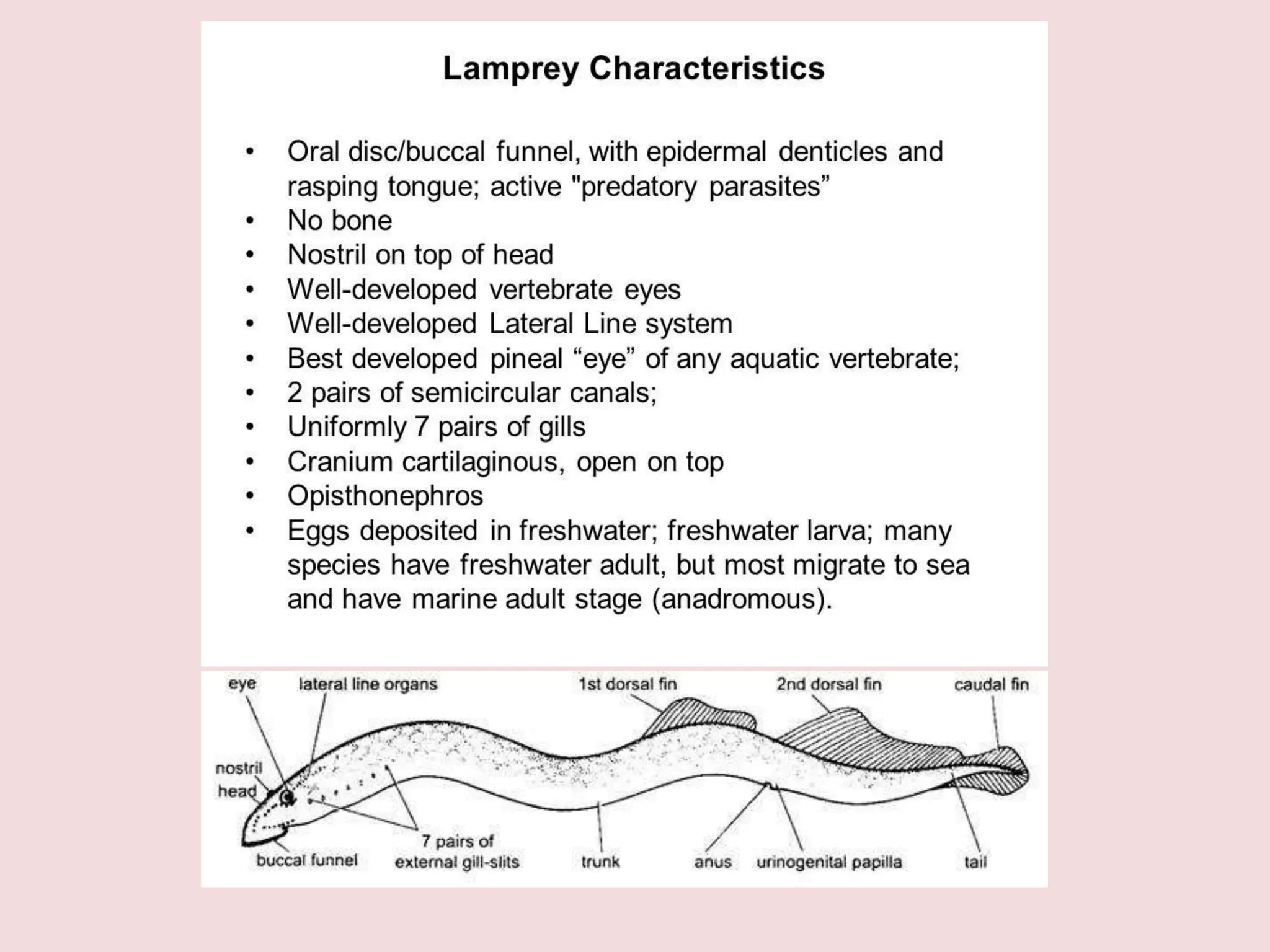Petromyzon -External features and comparative hagfish