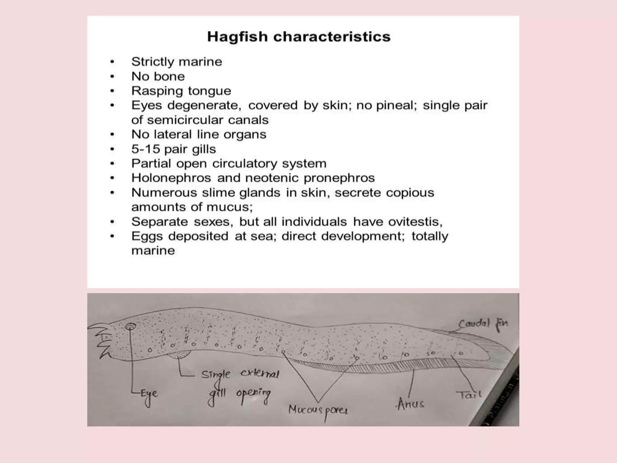 Petromyzon -External features and comparative hagfish