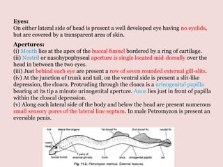 Eyes:
On either lateral side of head is present a well developed eye having no eyelids,
but are covered by a transparent area of skin.
Apertures:
(i) Mouth lies at the apex of the buccal funnel bordered by a ring of cartilage.
(ii) Nostril or nasohypophyseal aperture is single located mid-dorsally over the
head in between the two eyes.
(iii) Just behind each eye are present a row of seven rounded external gill-slits.
(iv) At the junction of trunk and tail, on the ventral side is present a slit-like
depression, the cloaca. Protruding through the cloaca is a urinogenital papilla
bearing at its tip a minute urinogenital aperture. Anus lies just in front of papilla
within the cloacal depression.
(v) Along each lateral side of the body and below the head are present numerous
small sensory pores of the lateral line septum. In male Petromyzon is present an
eversible penis.
 