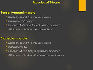 Muscles of T-bone
Tensor tympani muscle
 Dampens sound; hyperacusis if injured
 Innervation: V3 branch
 Location: Anteromedial wall, mesotympanum
 Attachment: Tendon inserts on malleus
Stapedius muscle
 Dampens sound; hyperacusis if injured
 Innervation: CN?
 Location: Muscle belly in pyramidal eminence
 Attachment: Tendon attaches on head of stapes
 