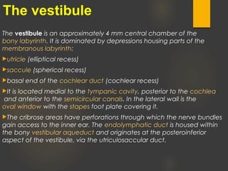 The vestibule is an approximately 4 mm central chamber of the 
bony labyrinth. It is dominated by depressions housing parts of the 
membranous labyrinth:
utricle (elliptical recess)
saccule (spherical recess)
basal end of the cochlear duct (cochlear recess)
It is located medial to the tympanic cavity, posterior to the cochlea
 and anterior to the semicircular canals. In the lateral wall is the 
oval window with the stapes foot plate covering it.
The cribrose areas have perforations through which the nerve bundles
gain access to the inner ear. The endolymphatic duct is housed within
the bony vestibular aqueduct and originates at the posteroinferior
aspect of the vestibule, via the utriculosaccular duct.
The vestibule
 