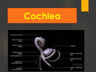 Cochlea
 