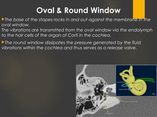 Oval & Round Window
The base of the stapes rocks in and out against the membrane in the
oval window.
The vibrations are transmitted from the oval window via the endolymph
to the hair cells of the organ of Corti in the cochlea.
The round window dissipates the pressure generated by the fluid
vibrations within the cochlea and thus serves as a release valve.
 