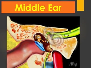 Middle Ear
 
