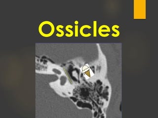 Ossicles
 