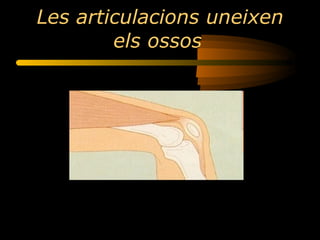 Les articulacions uneixen els ossos   