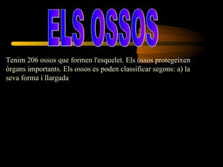 ELS OSSOS Tenim 206 ossos que formen l'esquelet. Els ossos protegeixen òrgans importants. Els ossos es poden classificar segons: a) la seva forma i llargada  