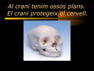 Al crani tenim ossos plans.  El crani protegeix el cervell. 