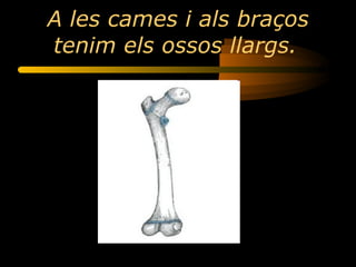 A les cames i als braços tenim els ossos llargs.   