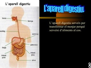 L’aparell digestiu serveix per transformar el menjar perquè serveixi d’aliments al cos. 8 L'aparell digestiu. 