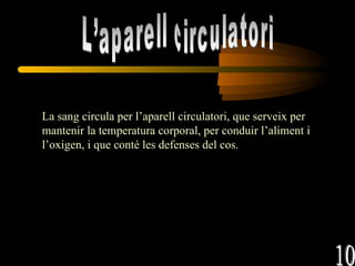 L’aparell circulatori La sang circula per l’aparell circulatori, que serveix per mantenir la temperatura corporal, per conduir l’aliment i l’oxigen, i que conté les defenses del cos. 10 
