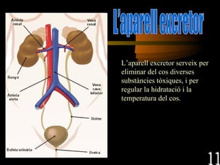 L’aparell excretor serveix per eliminar del cos diverses substàncies tòxiques, i per regular la hidratació i la temperatura del cos. L’aparell excretor 11 