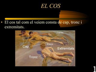 EL COS El cos tal com el veiem consta de cap, tronc i extremitats. 1 