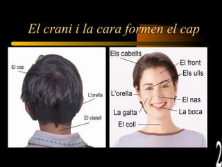 El crani i la cara formen el cap   2 