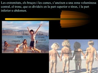 Les extremitats, els braços i les cames,  s’uneixen a una zona voluminosa central, el tronc, que es divideix en la part superior o tòrax, i la part inferior o abdomen.   