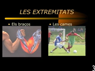 LES EXTREMITATS   Els braços Les cames   3 