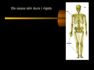 Els ossos són durs i rígids   