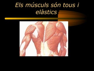 Els músculs són tous i elàstics   
