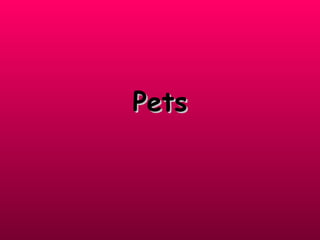 Pets

 