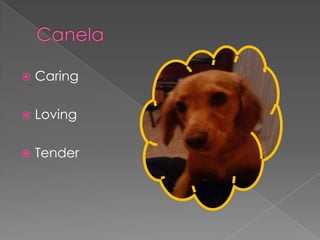 CanelaCaringLovingTender