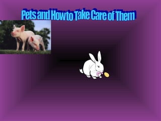 Pets and How to Take Care of Them 