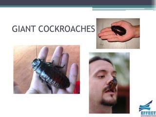 GIANT COCKROACHES
