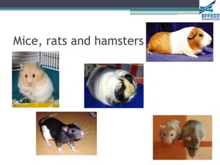 Mice, rats and hamsters