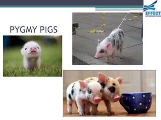 PYGMY PIGS