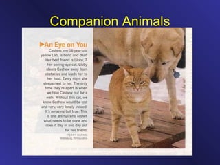 Companion Animals
 
